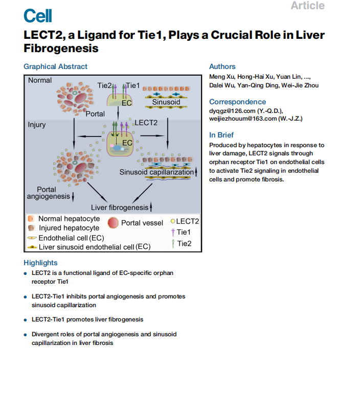 Team of Prof. Weijie Zhou for published paper “LECT2, a Ligand for Tie1, Plays a Crucial Role in Liv